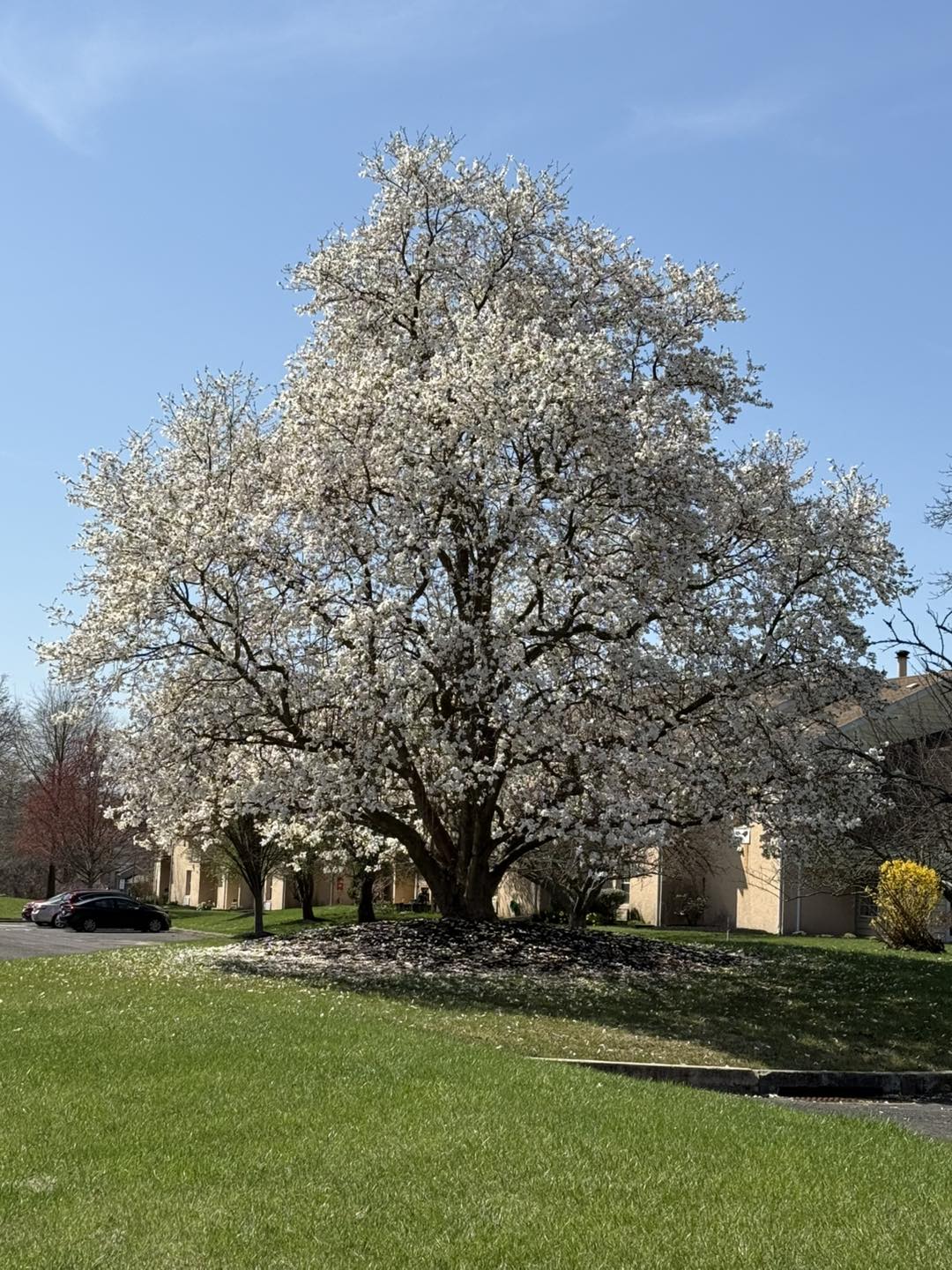 holland spring foliage