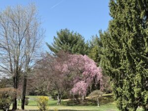 holland spring foliage